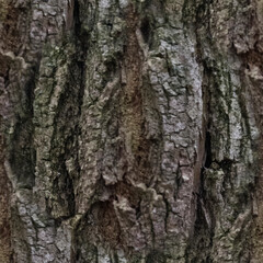 Tree bark close-up. Grey wood background. Wood texture. Seamless image.