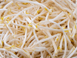 新鮮で美味しそうなもやし