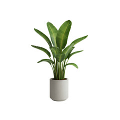
Modern potted tropical indoor plant with wide green leaves on a transparent background, perfect for decor, UI mockups, or lifestyle themes.

