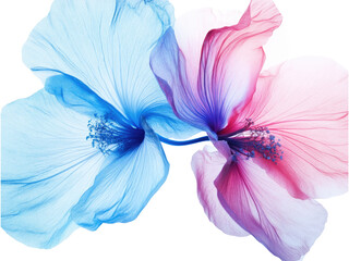 Ethereal Delicate Blooms: A Symphony of Blue and Pink Petals