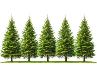 Obraz premium Majestic Evergreen Trees Row in Lush Green Meadow Against Black Background