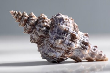 Obraz premium Detailed Studio Shot of a Seashell with Brown and White Markings