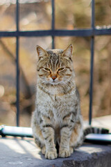 Tabby Cat on Stone Ledge