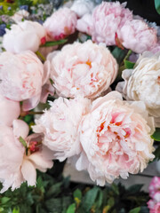 Delicate pink peonies blooming gracefully in bouquet in Prague flower Holesovice market, Czech republic