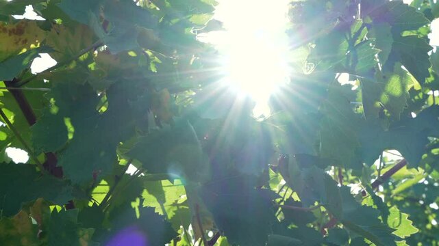 Leaf  lush  sunlight  radiant  leaves  glow  natural  filtering  folia
