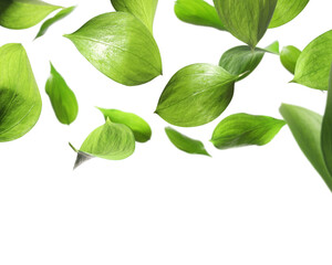 Many fresh green leaves flying on white background