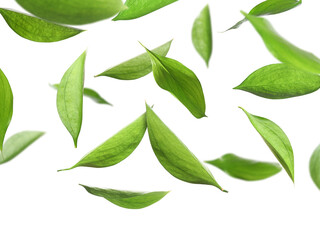 Many fresh green leaves flying on white background