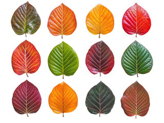 Obraz premium A Stunning Collection of Autumn Leaves: Vibrant Hues and Intricate Veins of Twelve Unique Foliage Specimens