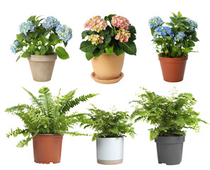 Beautiful potted plants on white background, collage