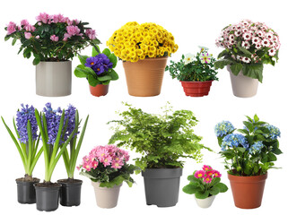 Beautiful potted plants on white background, collage