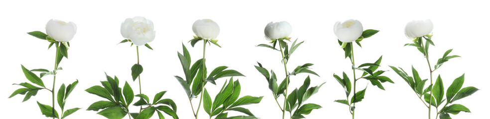 Beautiful peony flowers on white background, set