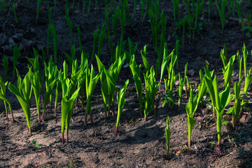 Young Lily of the Valley Sprouts – Early Spring Growth in Garden Soil