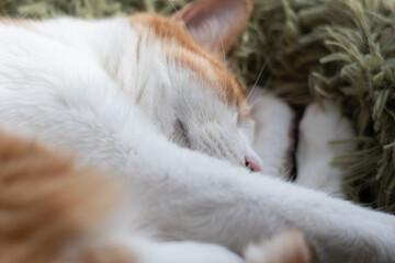 窓辺で眠る可愛い猫　茶トラ白	