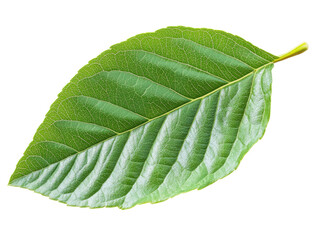 Obraz premium A Close-Up View of a Vibrant Green Leaf with Intricate Veins Isolated on Black Background Botanical Photography