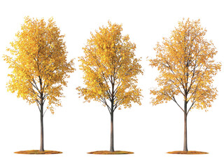 Naklejka premium Three Golden Autumn Trees Isolated on Black Background Perfect for Fall Season Designs and Compositions