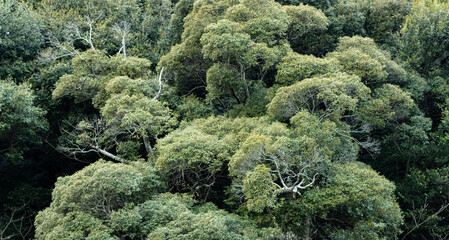 生い茂る美しい森