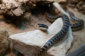 Head Of A Snake Coming Out Of A Stone
