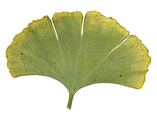 Detailed Close-up of a Ginkgo Biloba Leaf:  A Study in Natural Form and Texture