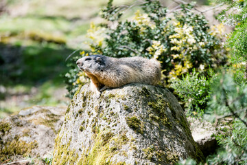 Encounter with a marmot on the trails of the Hautes-Pyrenees.