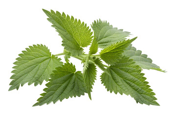 Green stinging nettle leaves isolated on transparent background