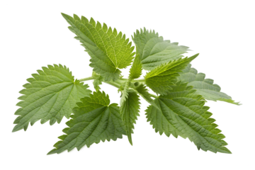 Green stinging nettle leaves isolated on transparent background