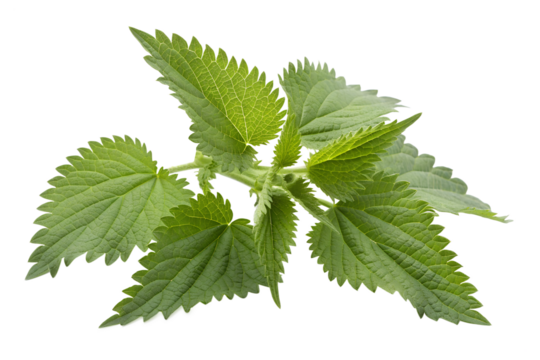 Green stinging nettle leaves isolated on transparent background