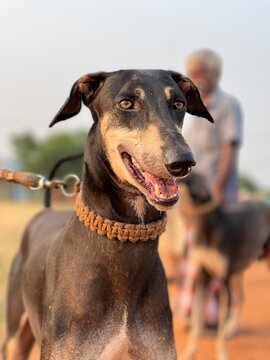 Kanni Chippiparai Dog