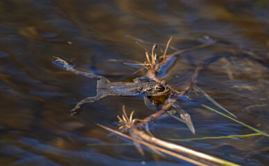 Common toad, close up in a pond in the uk