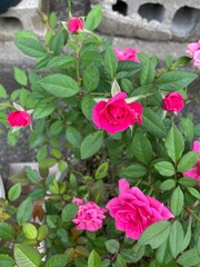 pink rose bush