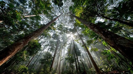 Within the massive canopy of a tropical forest, viewed from above and partly from below the treetops, layers of foliage extend endlessly in all directions. Light filters through the shafts, illuminati