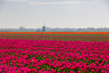 Selective focus rows of multicolor flowers field with blurred windmills as background, Tulips from a genus of spring-blooming perennial herbaceous bulbiferous geophytes, Tulip festival in Netherlands.