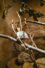 White Elephant Shrew In The Wild 