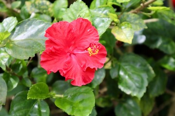 A fiery red hibiscus bursts forth amidst a lush green garden its yellow stamen a vibrant contrast