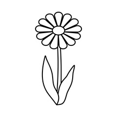 Daisy Flower