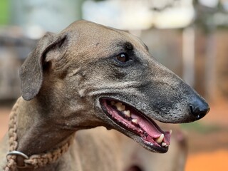 portrait of a chippiparai dog