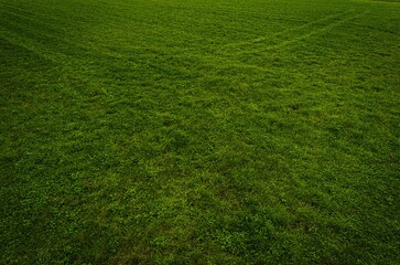 ecological land in the Polish countryside, ecological crops, green farmland from a drone, green meadow from a bird's eye view film photo of a green meadow, green grass from above, forest from a drone
