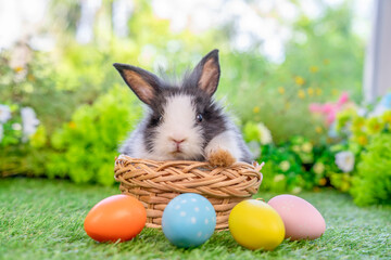 young adorable rabbit in basket with easter eggs on green nature,bunny easter concept
