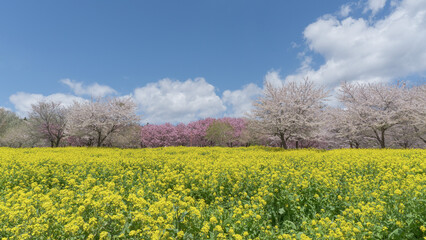 Obraz premium 日本：桜と青空をバックにした菜の花のグラフィック素材【赤城南面千本桜】群馬県前橋市