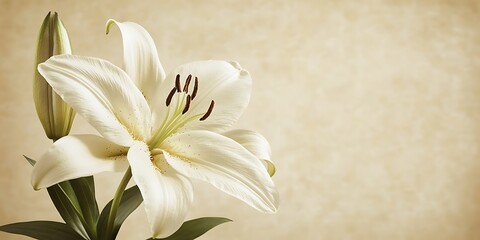 Fototapeta premium Elegant white lily blossom in bloom on a creamy background for sympathy or remembrance
