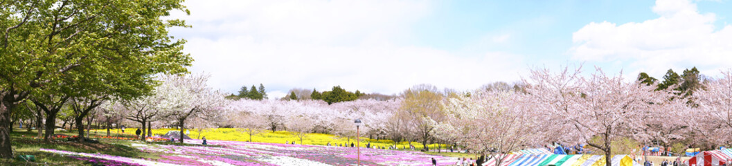 日本：赤城南面千本桜のパノラマ風景／群馬県前橋市