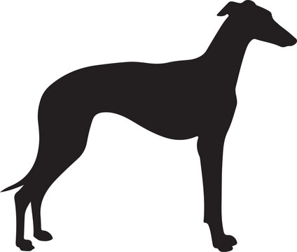 Spanish Greyhound dog silhouette dog breeds pet animals