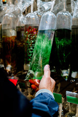 Customer choosing aquatic plants in plastic bag at hong kong market