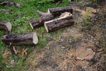 Obraz premium Abattage de sapins morts