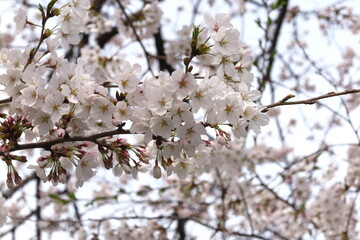 上水橋周辺の桜の風景13