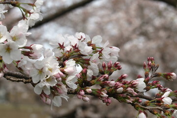 上水橋周辺の桜の風景8