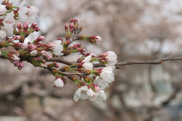 上水橋周辺の桜の風景7