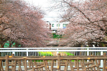 上水橋周辺の桜の風景8