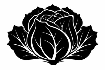 cabbage plant silhouette line art vector illustration