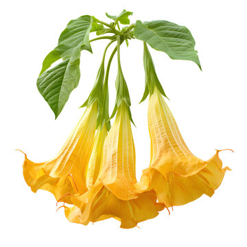 Brugmansia (Angel's trumpet or devil's trumpets), yellow flower isolated on white, clipping path --v 7.0