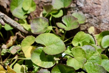 Heartleaf plants bask amidst sundappled soil with veins  hues painting natures canvas